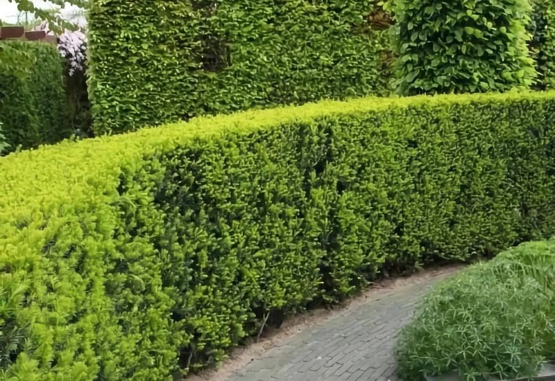Haagplanten Kopen: De Ultieme Gids voor Tuinliefhebbers
